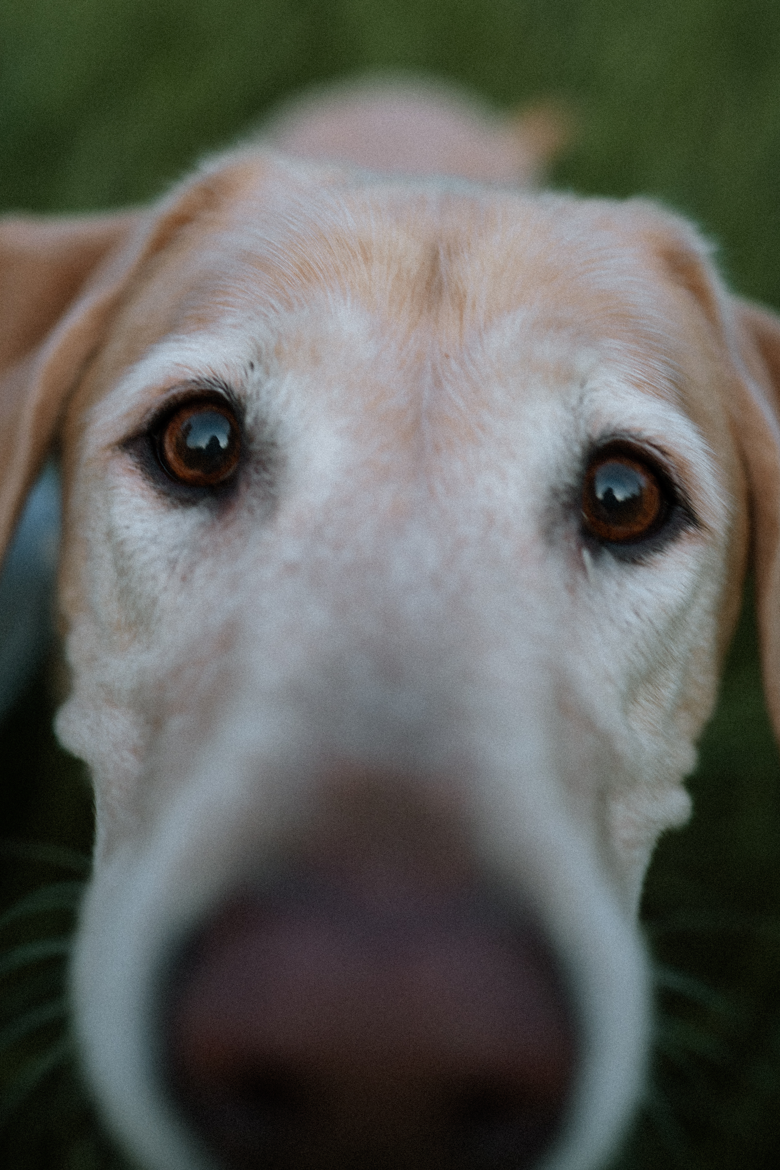 Yellow dog eyes close-up