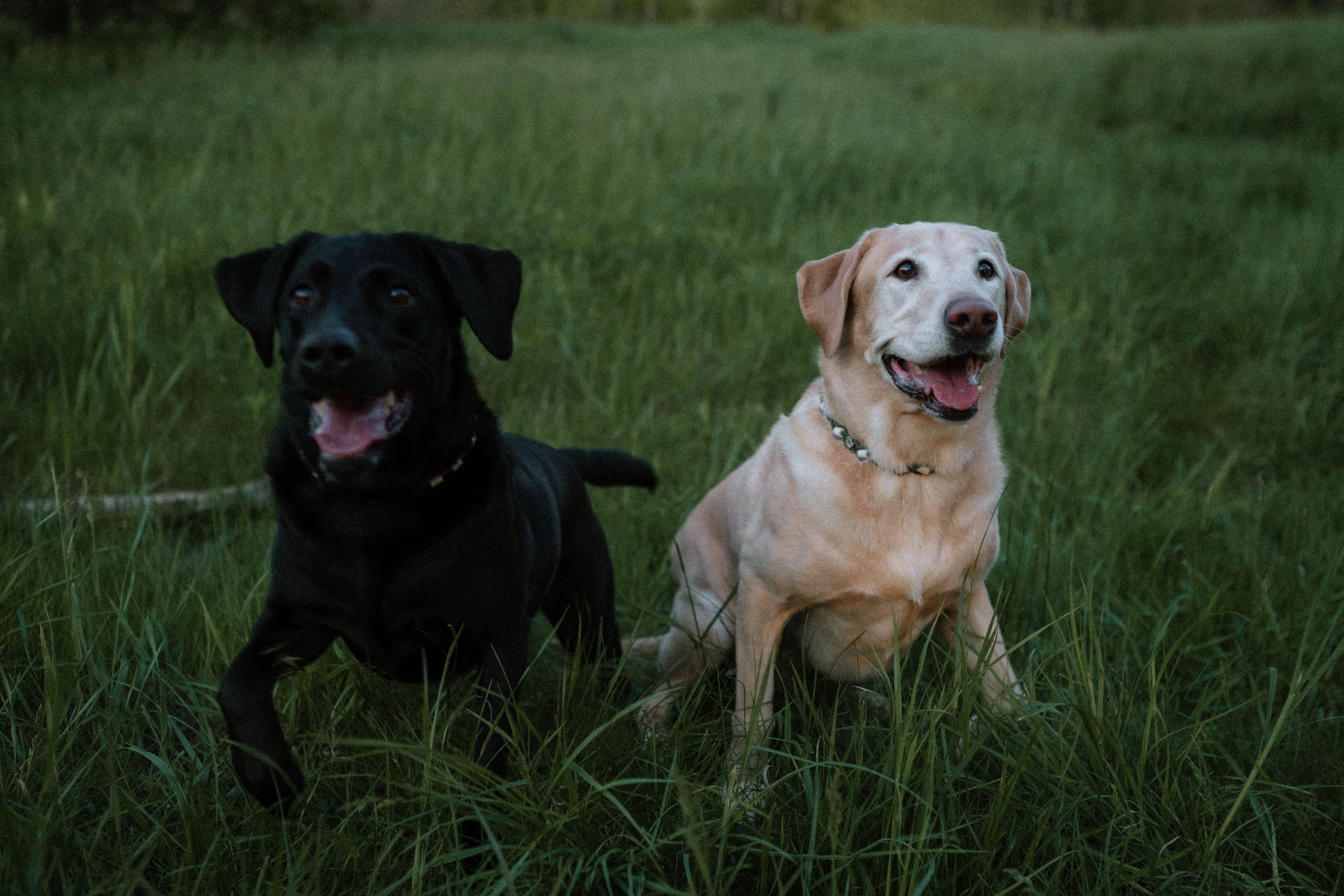 Both dogs sitting together in the grass